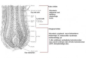 sacin-ayrintili-yapisi