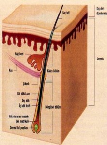 sacin-yapisi-keratin